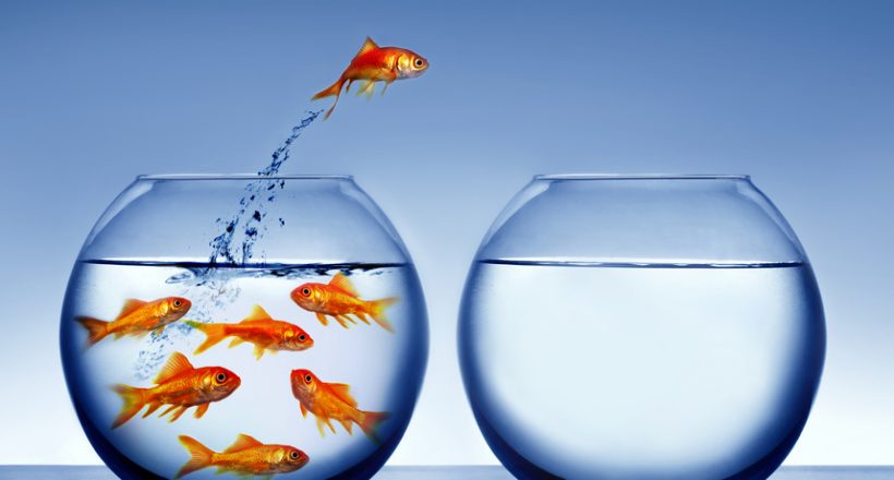 goldfish jumping out of the water